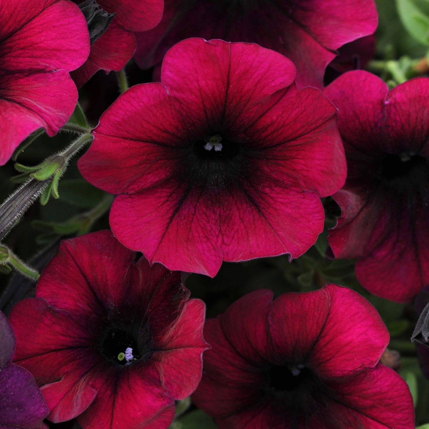 Black Velvet Petunia Red Rare Flowering Seeds For Planting
