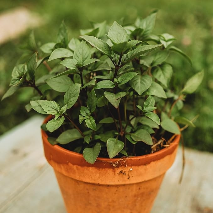 Cinnamon Basil (Zimtbasilikum) Seeds for Aromatic Herb Plants