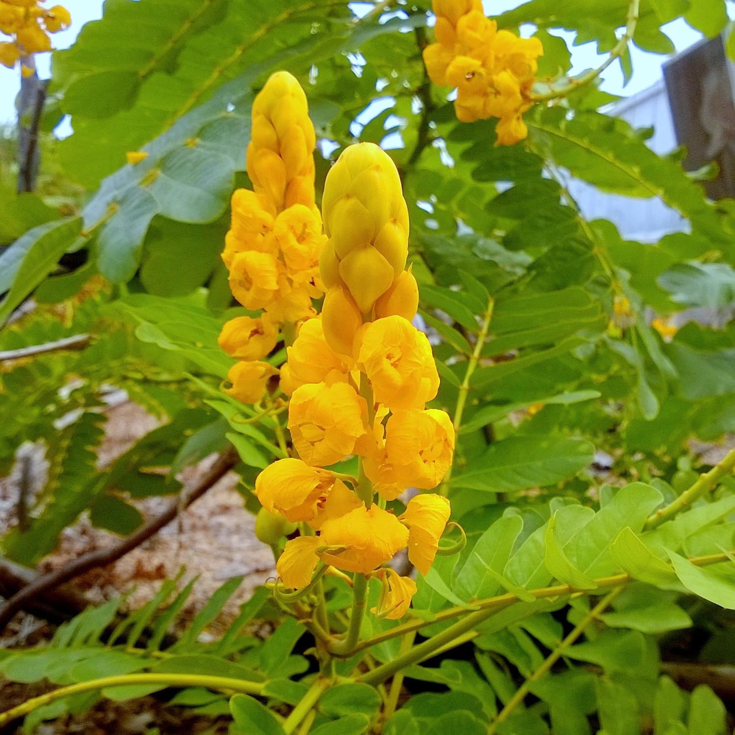 Senna Alata Seeds