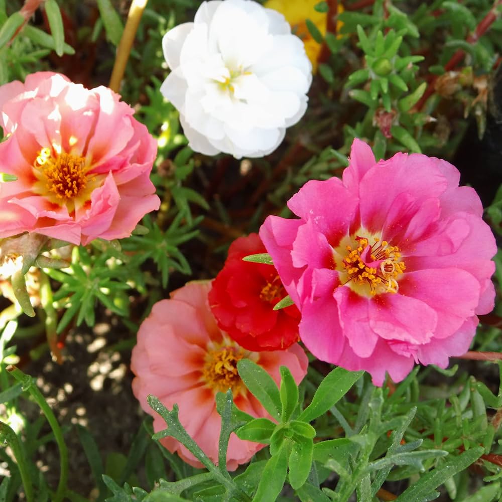 Mixed Moss Rose Purslane double flower seeds