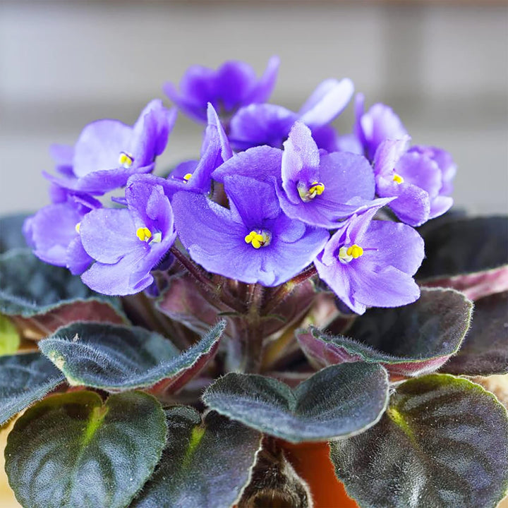 African Violet Flower Seeds for Planting, Blue Blooms, 100 pcs