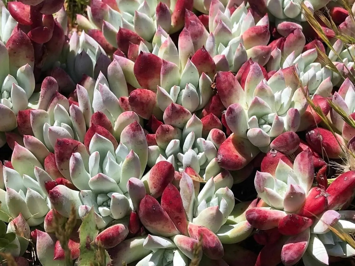 Dudleya Flower Seeds for Planting - NON GMO Seeds Dhara Seeds