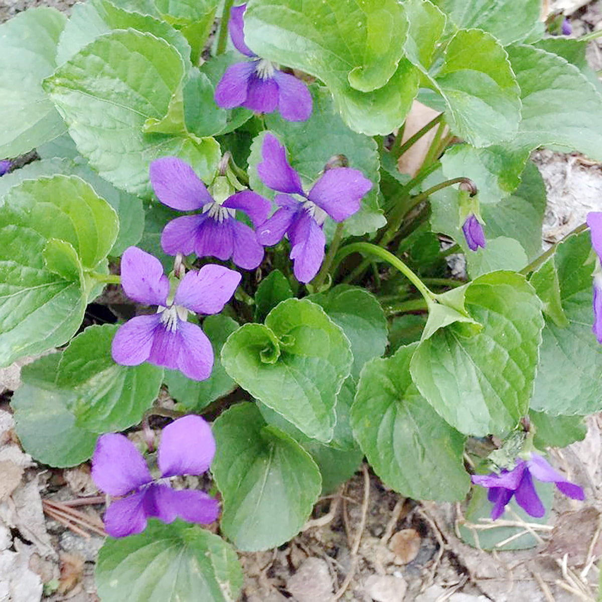 Chinese Viola Seeds Viola odorata for Planting in Bonsai Pot or Shaded Flower Bed