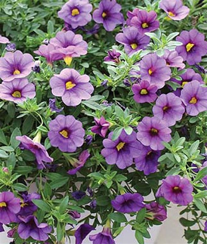 Calibrachoa Denim Hybrid