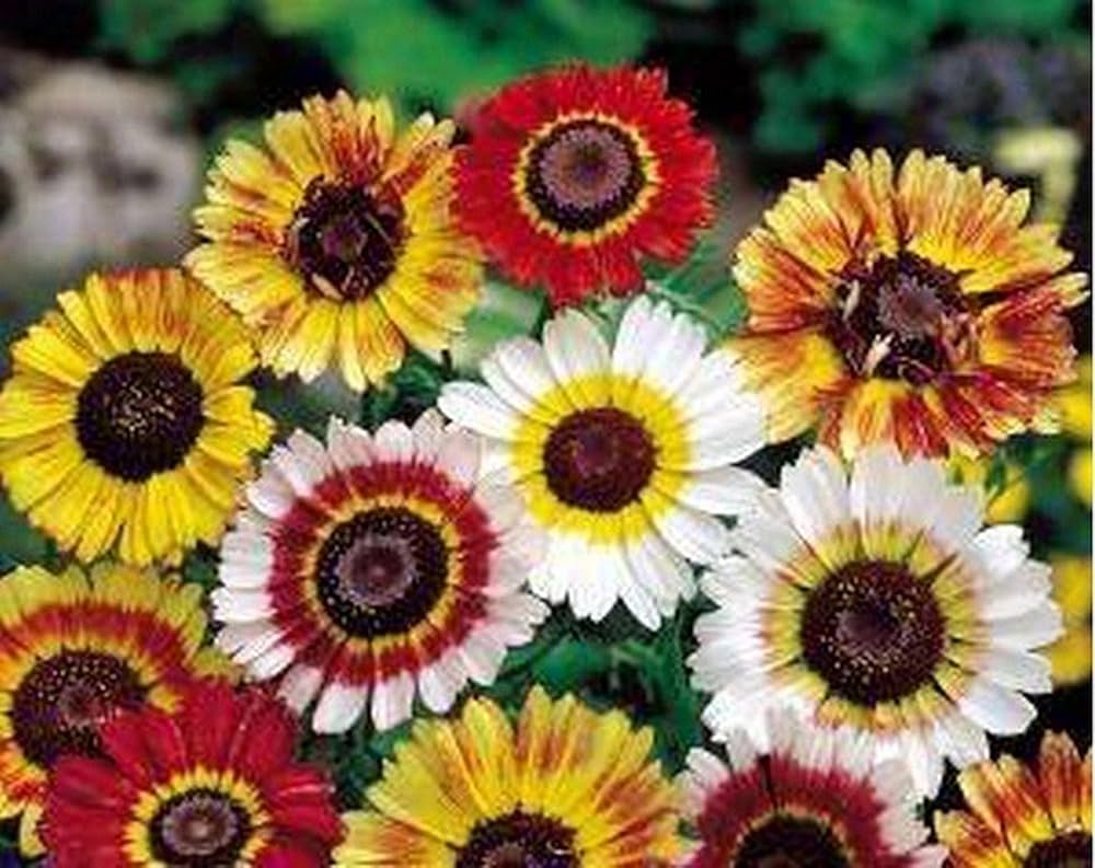 Daisy Bellis Perennis Rainbow Flower Seeds for Planting – Suitable for Vertical Garden and Decorative Landscaping