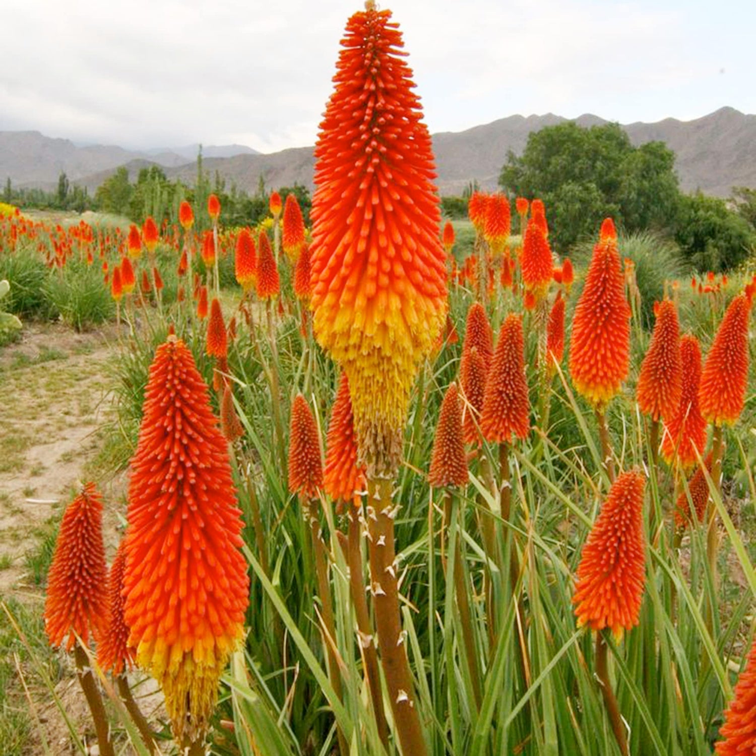 Red Hot Poker Flower Seeds for Planting Bulk Garden Borders