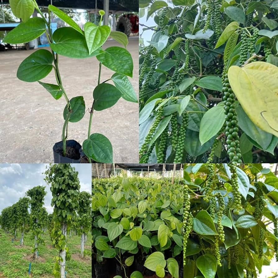 Green Piper Nigrum (Black Pepper) Plant Seeds for Gardening heirloom & Non-GMO Seeds – Fresh Herb for Your Garden