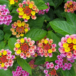 Lantana Camara Five Color for garden planting