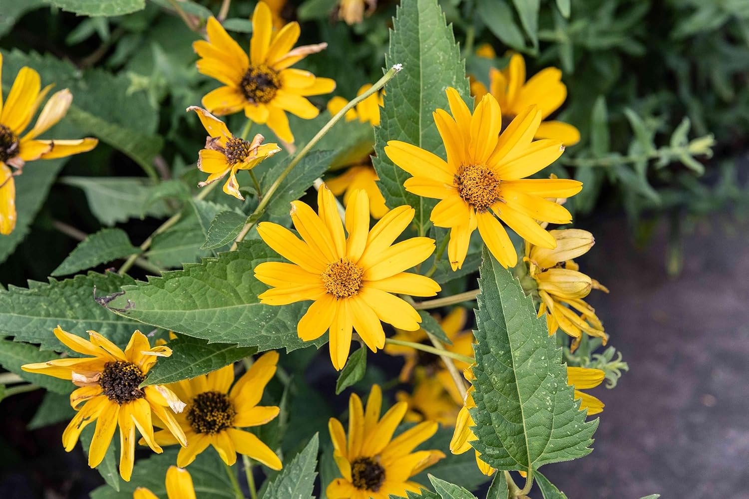 False Sunflower Seeds – Heirloom, Non-GMO Flower Seeds for Planting - Sunflower for planting in home garden