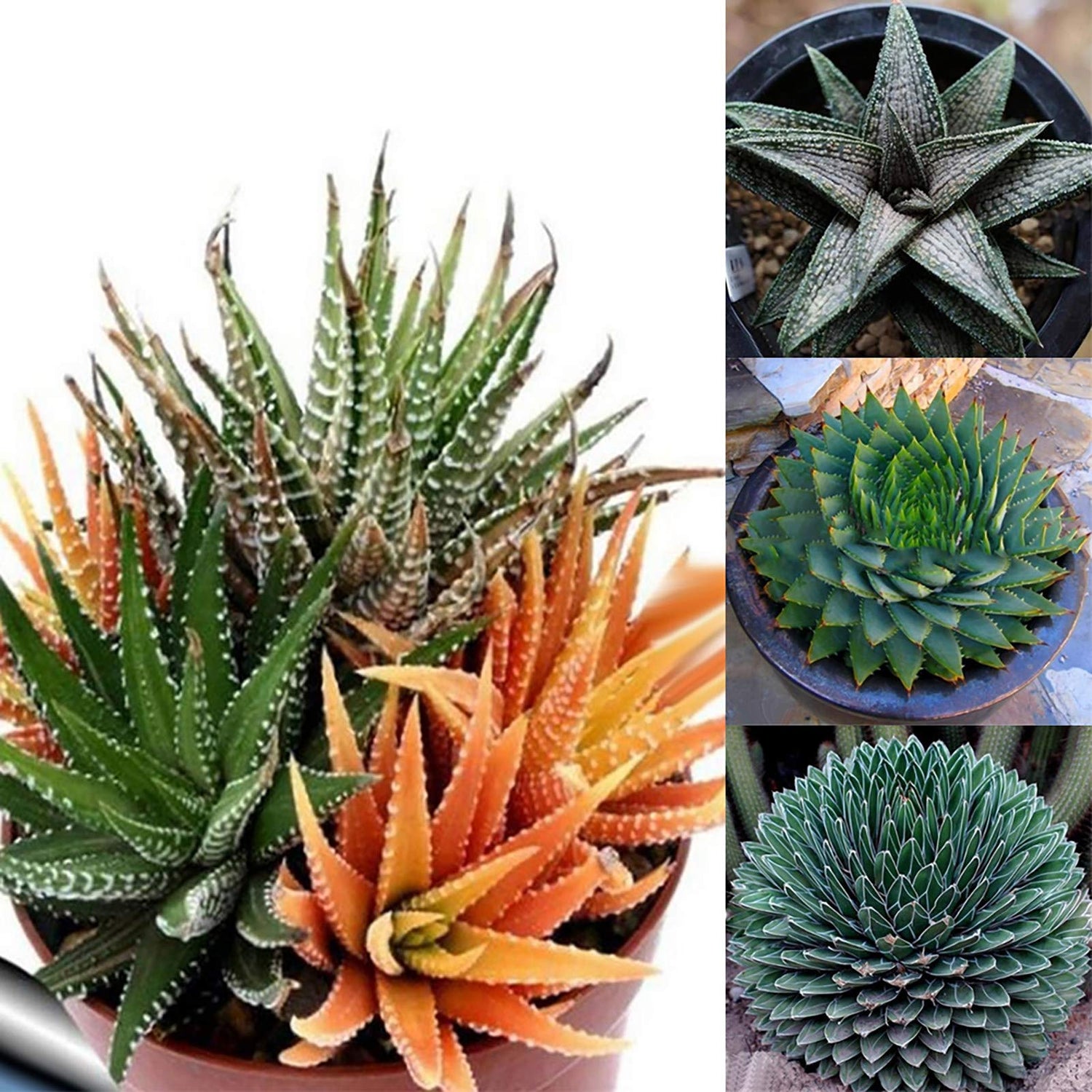 Edible Aloe Vera Plant Seeds - Orange Variety for Healthy Gardening, Heirloom Seeds