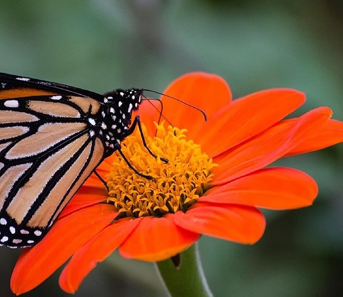 Mexican Sunflower Tithonia diversifolia Seeds for Planting in Flower Bed & Garden