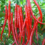 Cayenne Long Red Hot Pepper Seeds for Spicy Garden Peppers