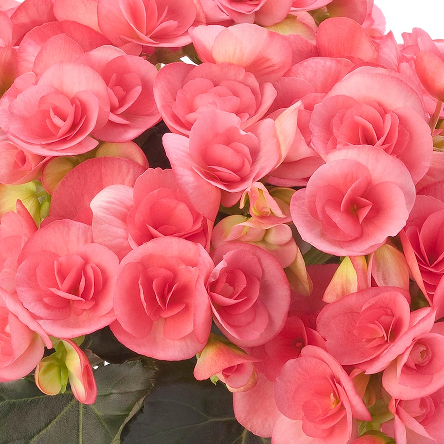 Pink Rieger Begonia Seeds