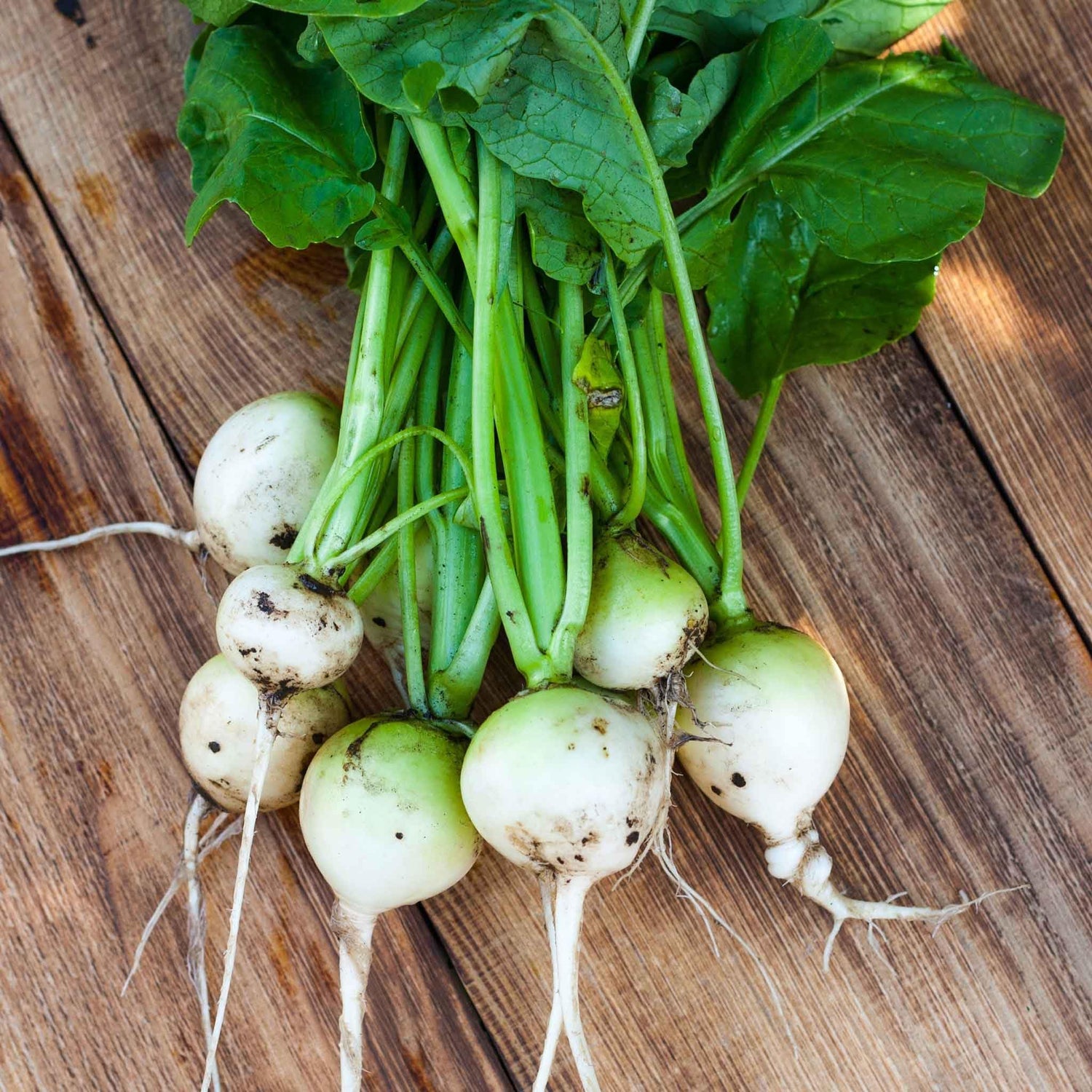 White Egg Turnip Brassica rapa heirloom vegetable seeds for planting in kitchen garden rows