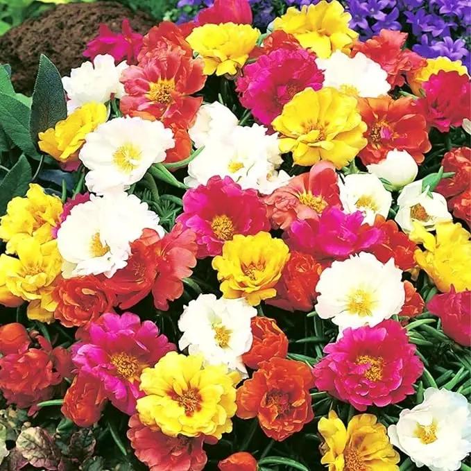 Mixed Mexican-Rose Heirloom Plant Seeds for Planting - Non-GMO Garden Seeds for Home Garden Dhara Seeds