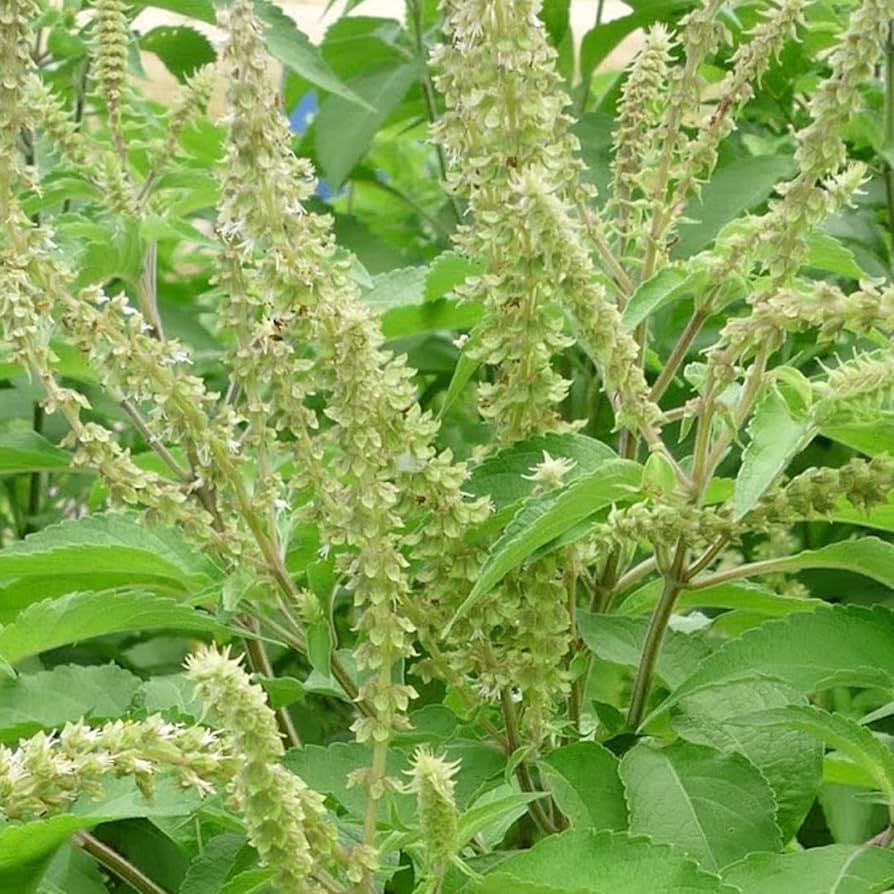 Ocimum Gratissimum Vegetable Seeds for Planting