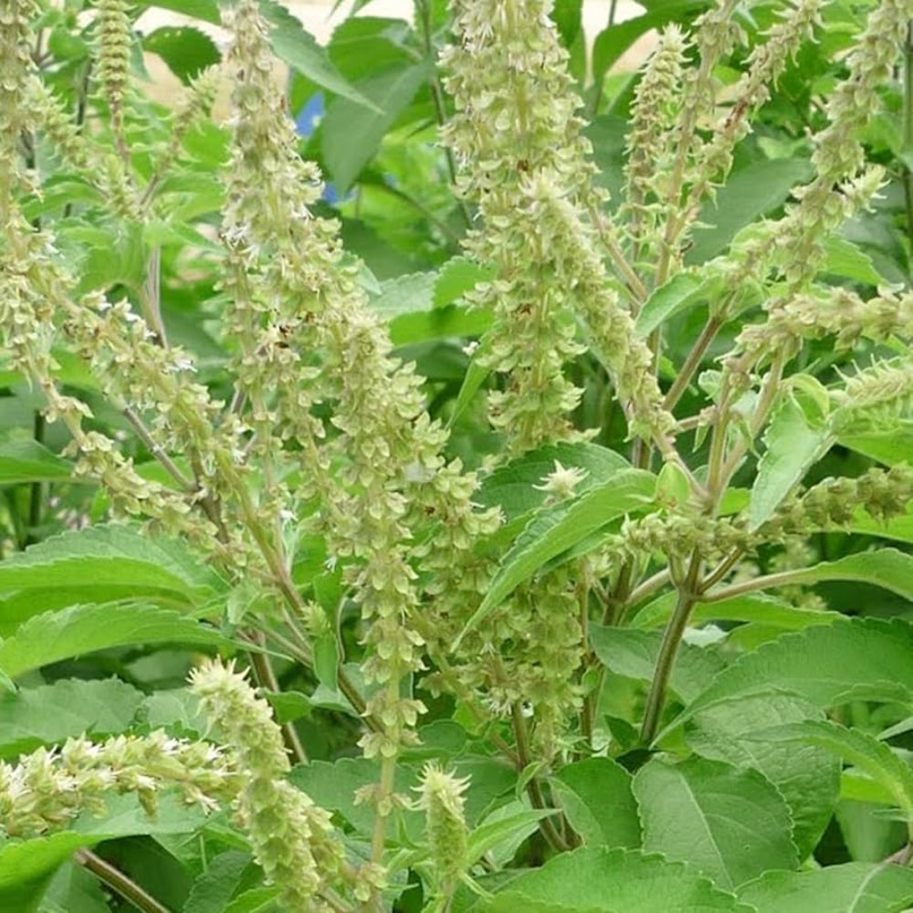 Ocimum Gratissimum Vegetable Seeds for Planting
