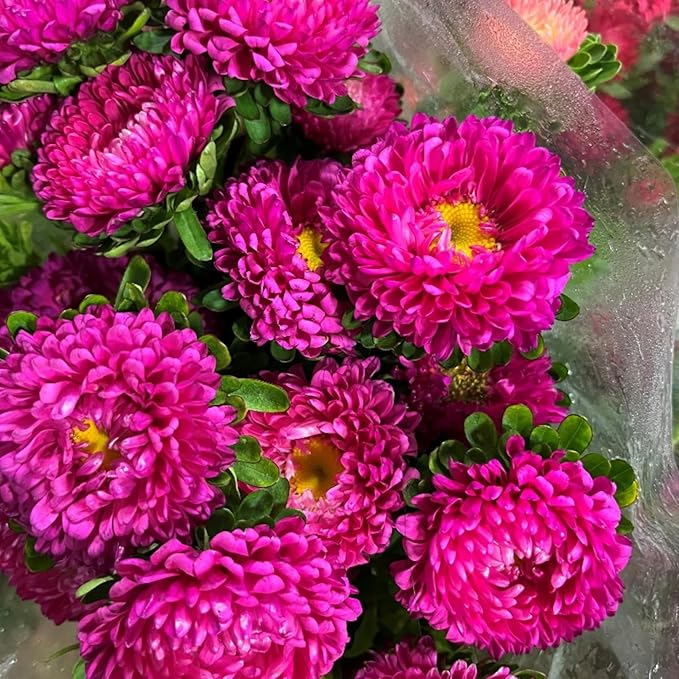 Aster Aster Alpinus Mixed Flower Seeds for Planting