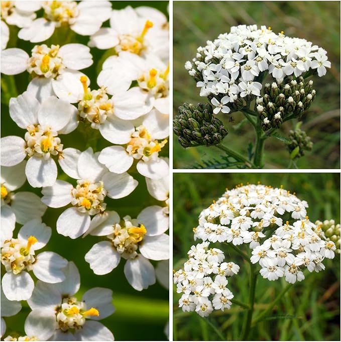 Heirloom Non-GMO Pearl White Yarrow (Swamp Yarrow) - Seeds for Elegant White Blooms in Your Garden