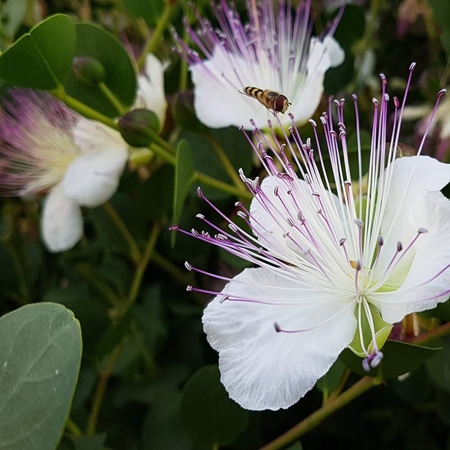 Purple Caper Bush Flower Seeds for Planting - 100 pcs for planting in your garden.