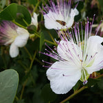 Purple Caper Bush Flower Seeds for Planting - 100 pcs for planting in your garden.