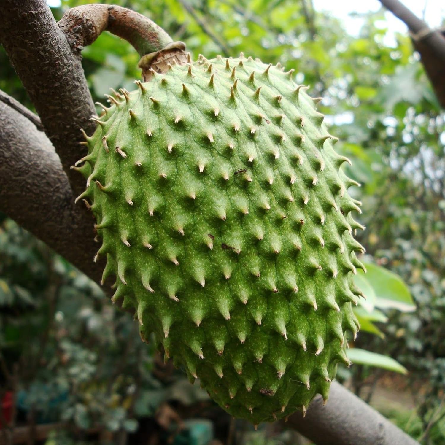 Giant Soursop Seeds