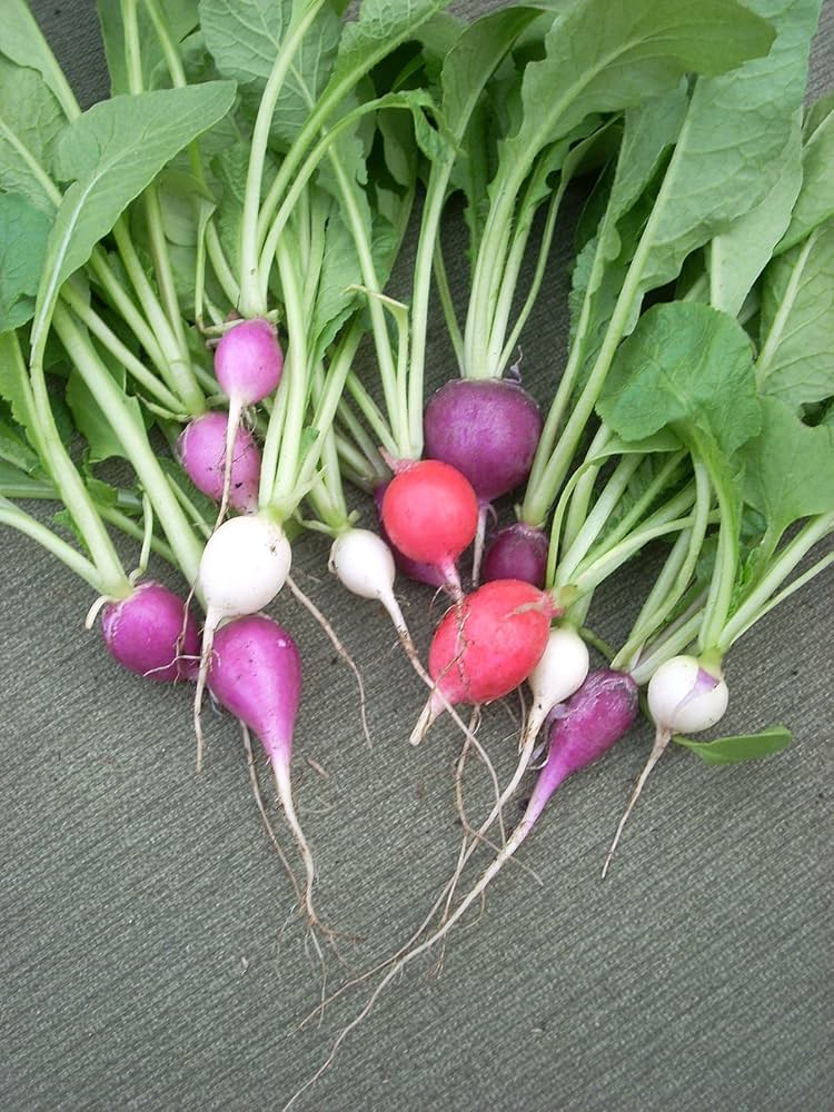 Radish Raphanus Sativus Easter Egg Mix Vegetable Seeds for Planting – Colorful Variety for Home Garden and Kids Gardening