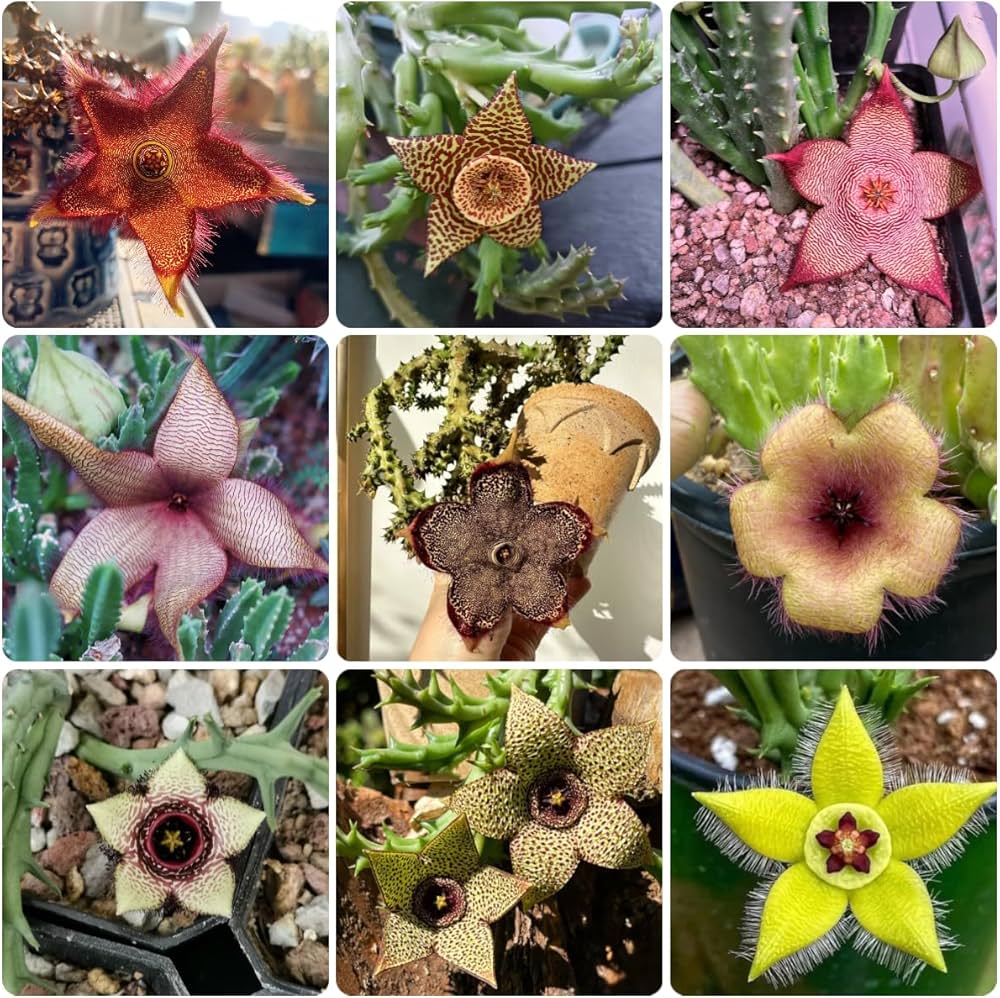 Starfish Flower Stapelia pulchella perennial flower seeds for indoor pots and decorative planters