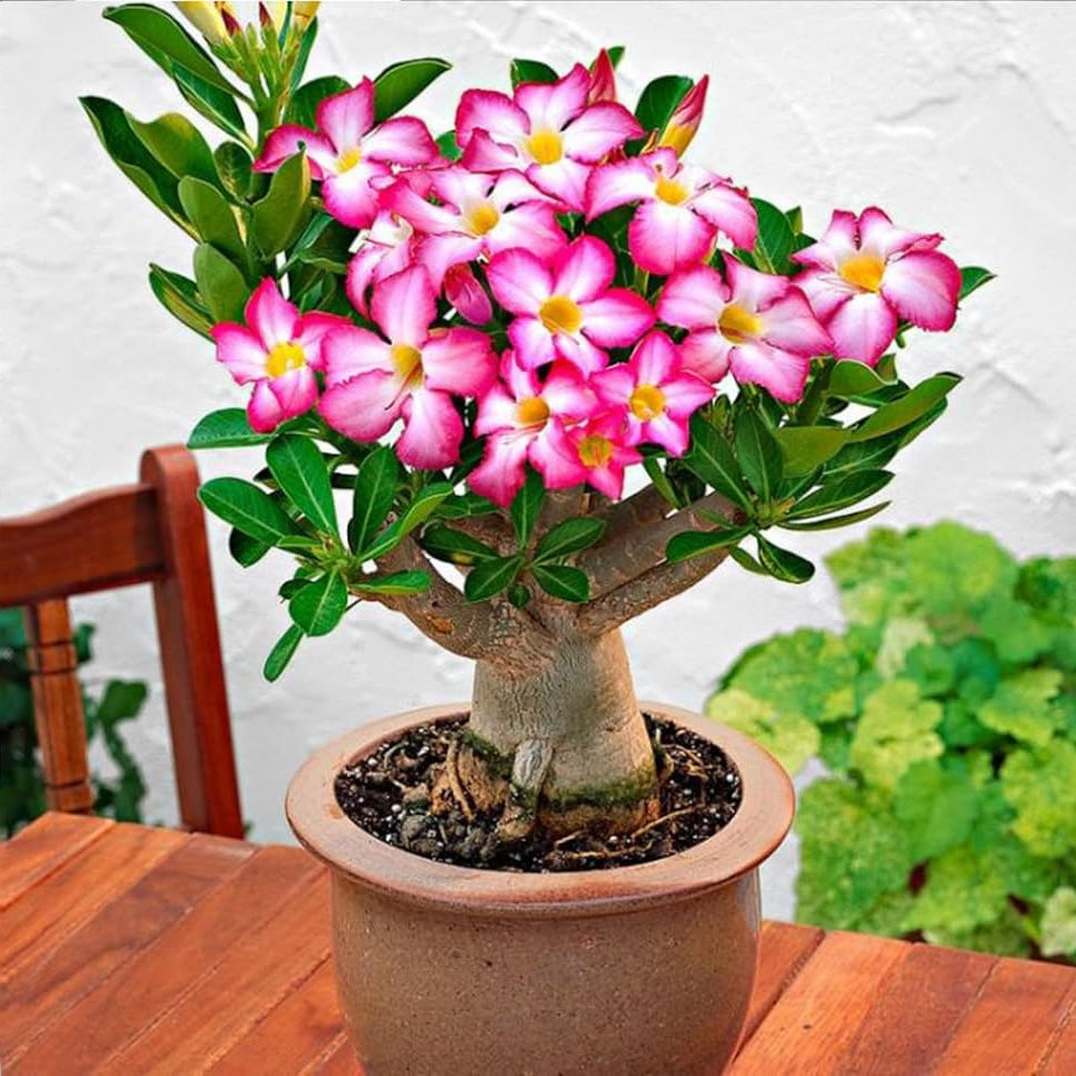 Yellow Heaven Desert Rose Seeds for Planting Adenium Obesum Flower – Heirloom, Non-GMO