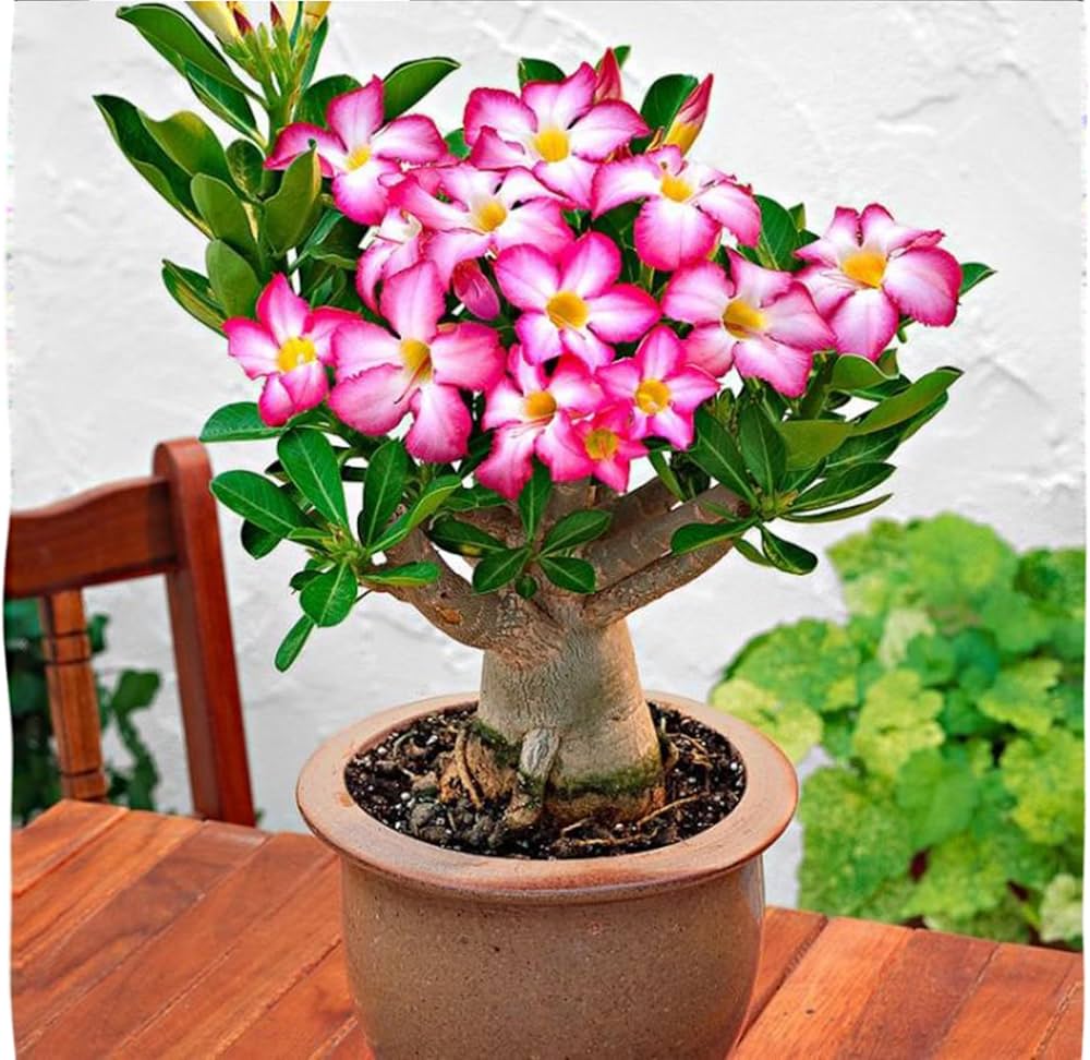 Red White Junsawai Desert Rose Seeds for Planting Adenium Obesum – Heirloom, Non-GMO