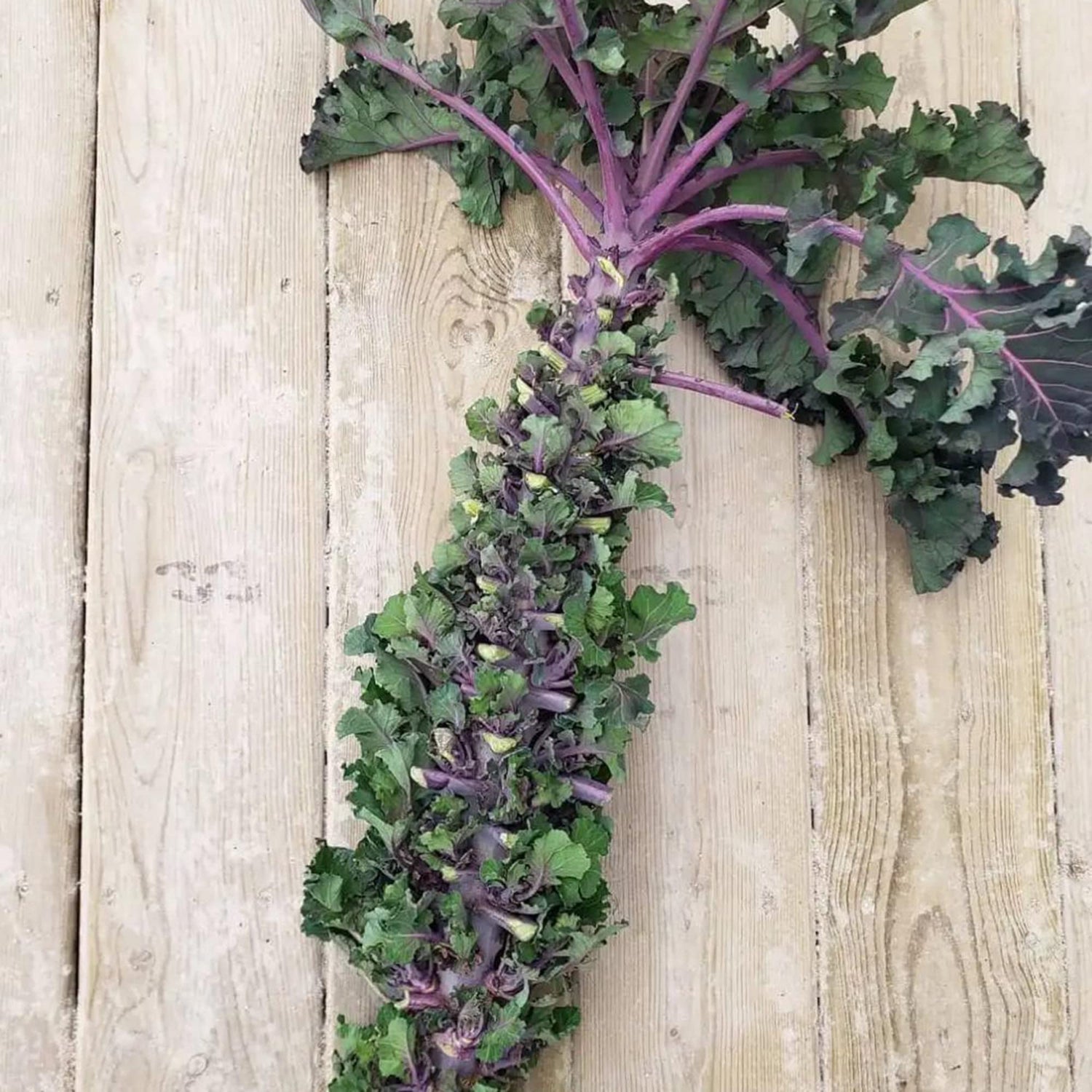 Autumn Star Hybrid Kalettes Seeds for Planting Brassica oleracea for vegetable patches and winter gardens