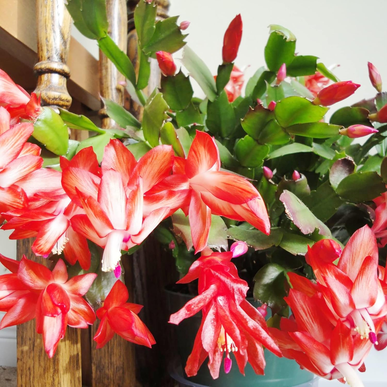 Christmas Cactus Seeds