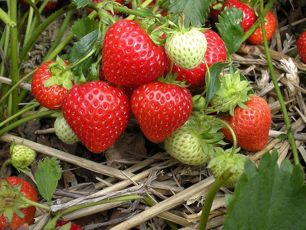 Giant Climbing Strawberry Seeds for Planting Red Fruit Garden Vines ( pcs)