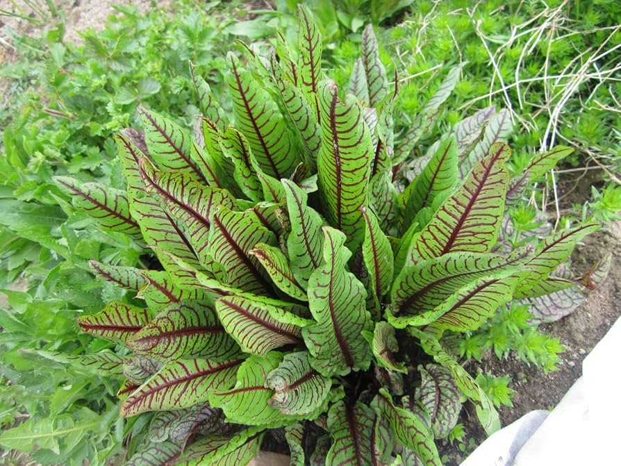 Rumex Acetosa Rumex acetosa Seeds for Planting in Herb Garden