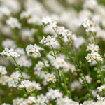Myosotis Flower Seeds White for Planting, NON GMO Seeds Dhara Seeds