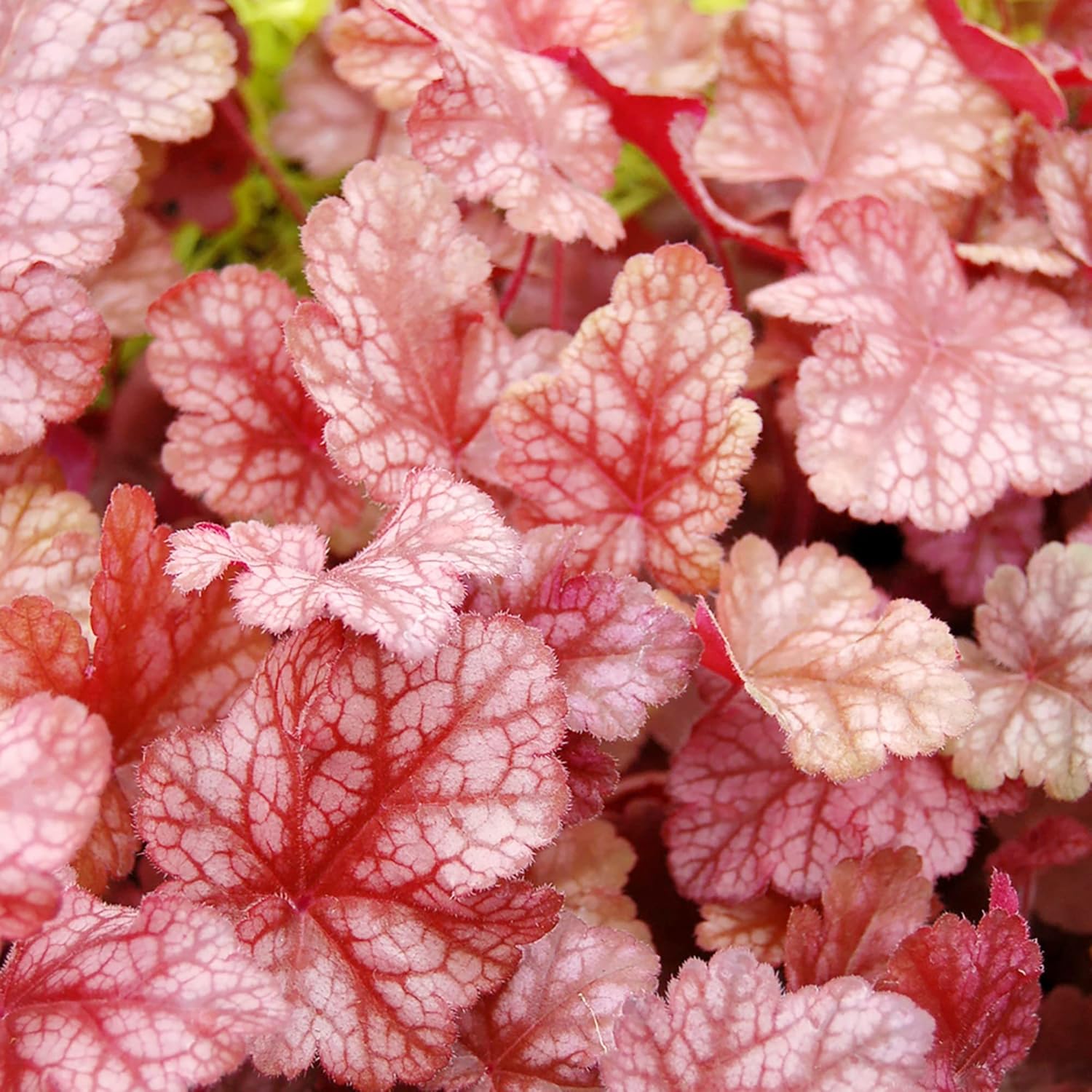 Coral Bells Seeds - Alumroot