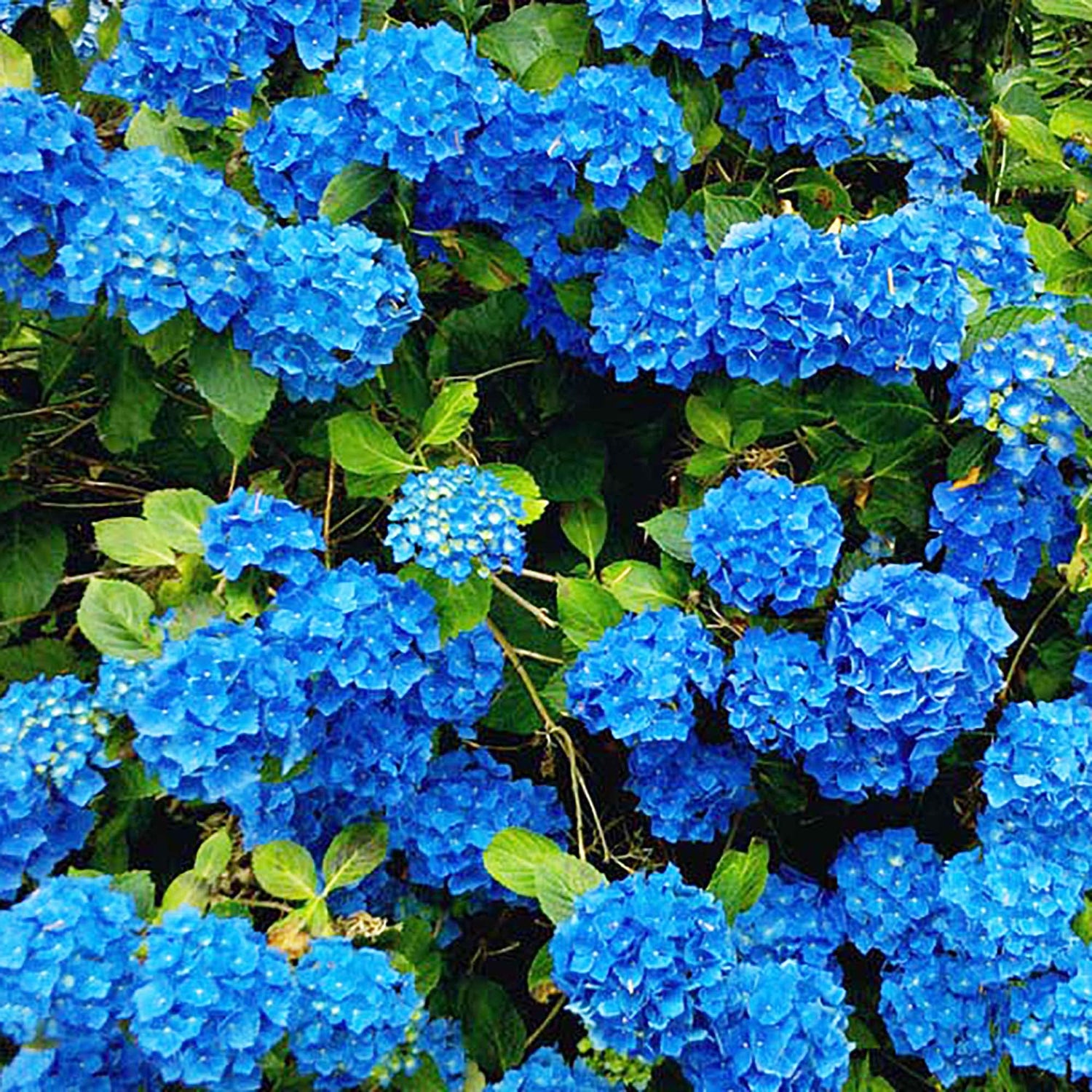 Blue Hydrangea Flower Seeds pcs Rare Garden View