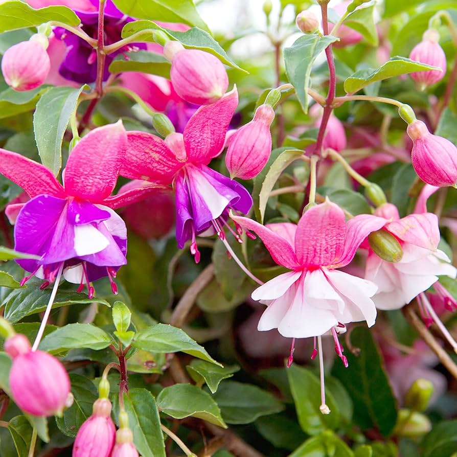 Fuchsia Flower Seeds – Mini Garden Bonsai Blooms – Dharaseeds
