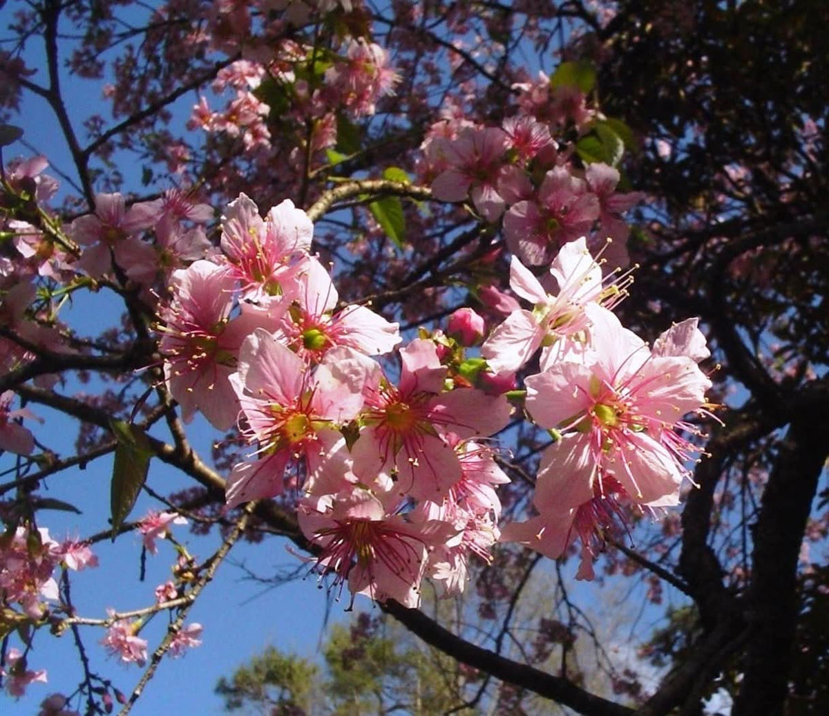 Dwarf Cherry Blossom Prunus serrulata flowering tree seeds for planting in indoor pots and patios