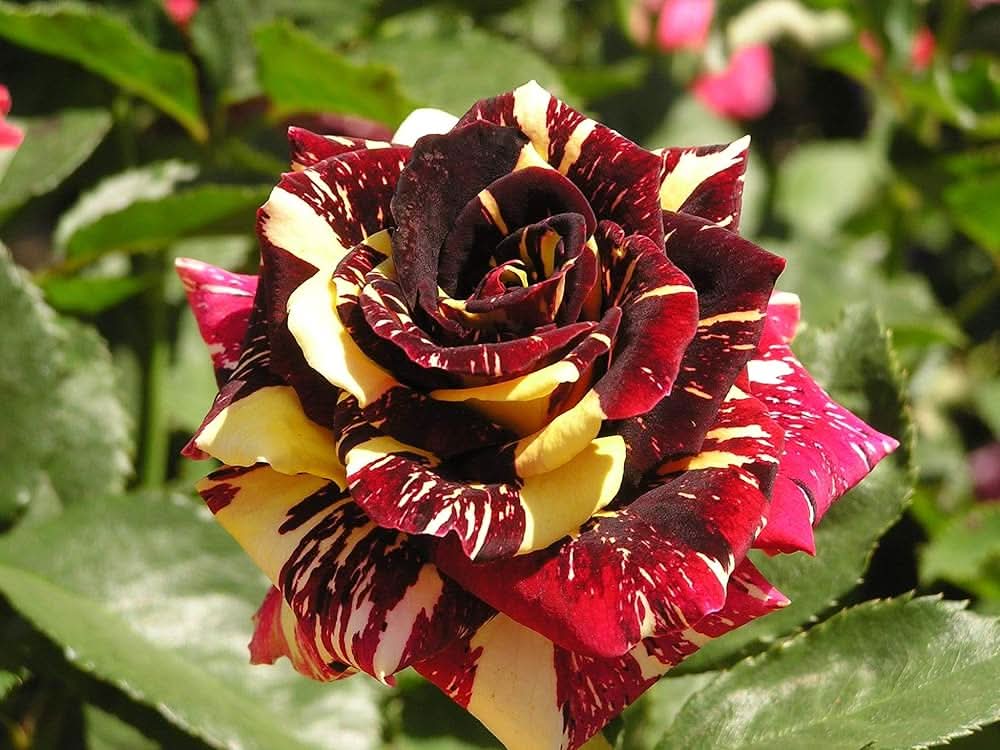 Rose Red-Yellow Rose Flowering Seeds For Planting