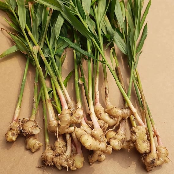 Ginger Zingiber Officinale Root Herb Seeds for Planting – Perfect for Tropical Gardens and Indoor Containers