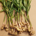 Ginger Zingiber officinale for planting in garden