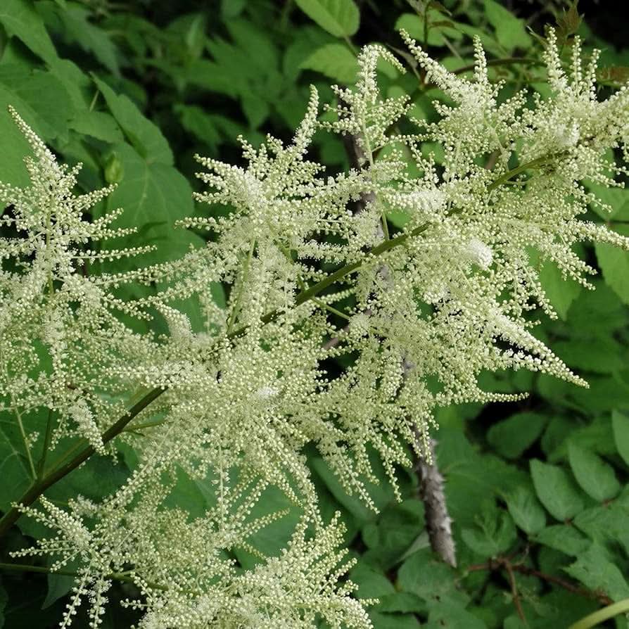 Aruncus Dioicus Goat’s Beard Perennial Flowering Seeds For Planting