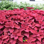 Pink Coleus Plant Seeds for Planting - Heirloom and Non-GMO Garden Seeds Dhara Seeds
