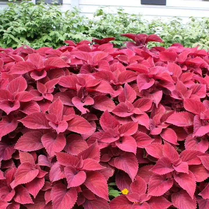 Pink Coleus Plant Seeds for Planting - Heirloom and Non-GMO Garden Seeds Dhara Seeds