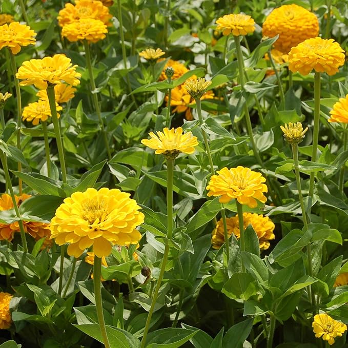Dahlia Pinnata Mignon Yellow Flowering Seeds For Planting in backyard garden or patio pots