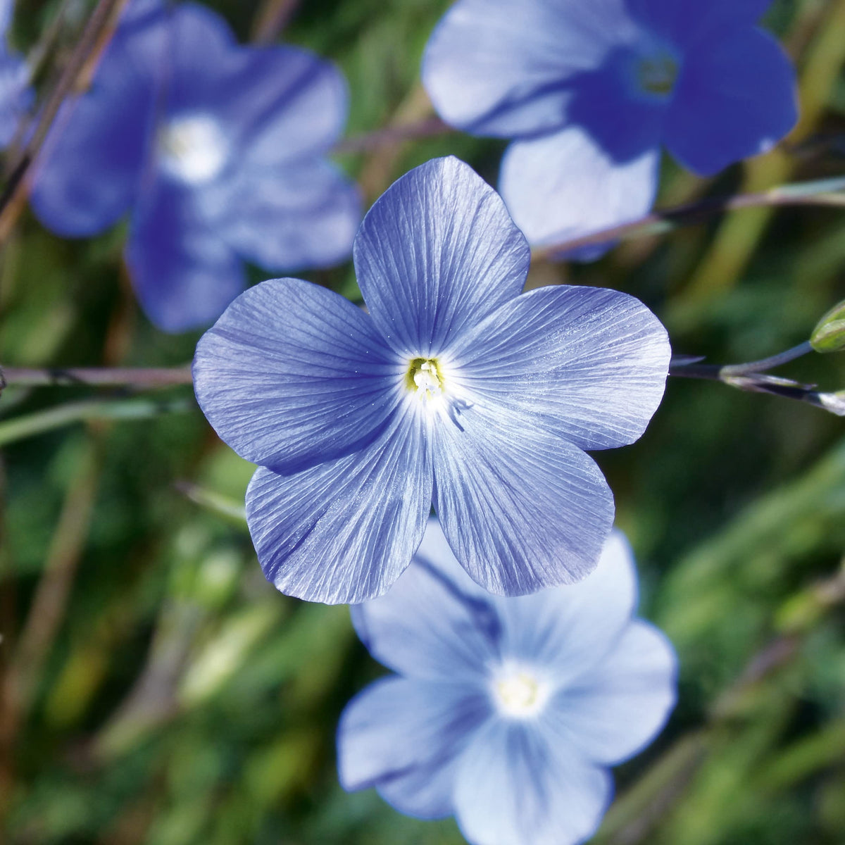 Blue Flax (Llinum Perenne) flower seeds for planting in garden