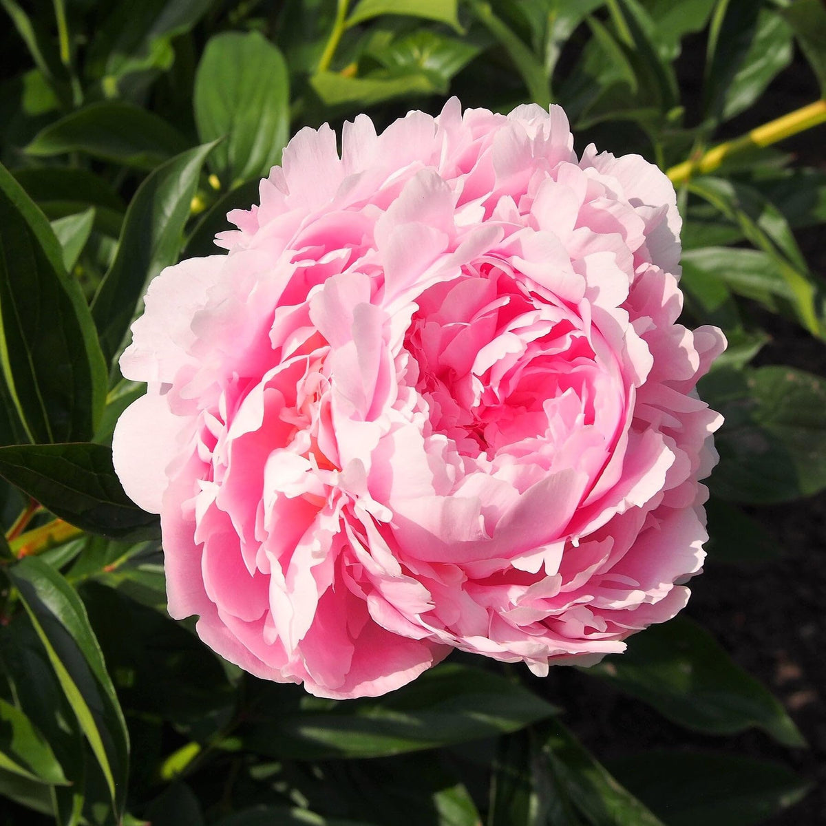 Chinese Peony Flower Seeds Paeonia lactiflora for Rare Indoor Bonsai Cultivation