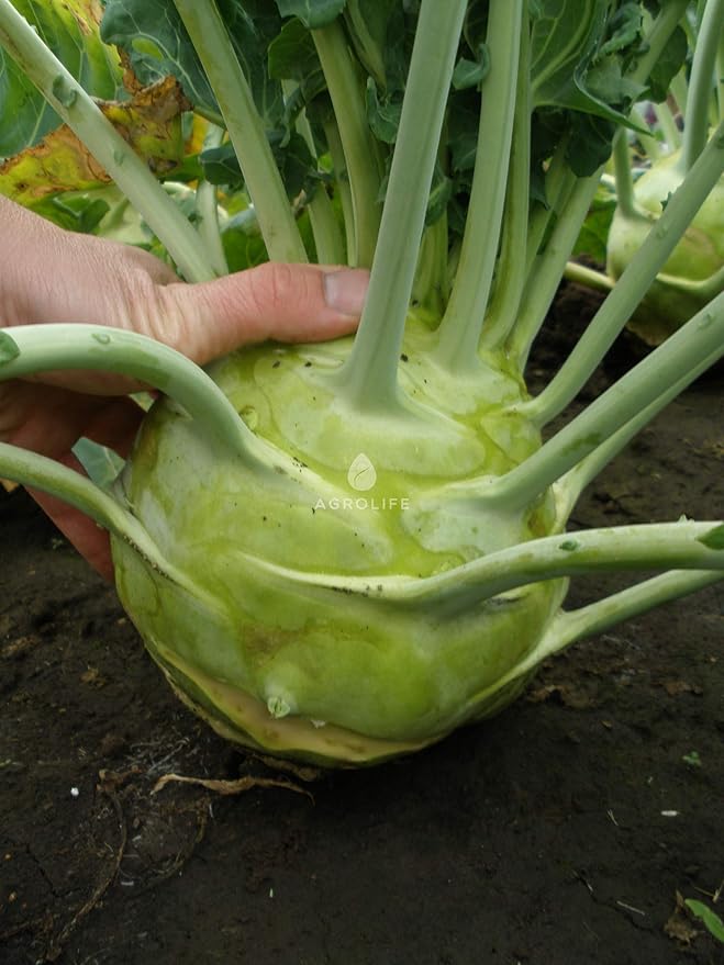 Turnip Delikatesnaya Belaya Brassica rapa vegetable seeds for planting in kitchen garden
