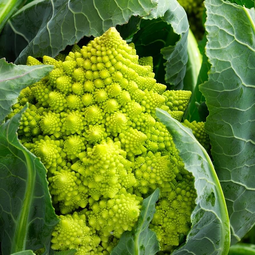 Veronica Cauliflower Seeds Heirloom Non-GMO High Germination Organic Garden Seeds
